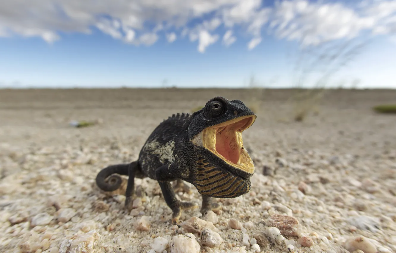 Photo wallpaper Namibia, chameleon, Chamaeleo Namaquensis, Namib-Naukluft, Namib Desert