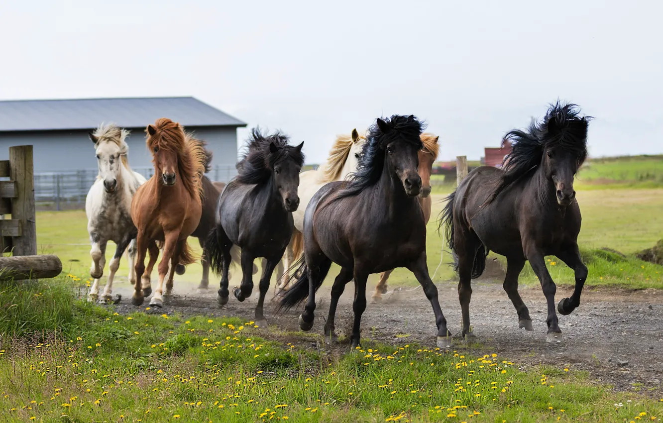Photo wallpaper road, field, the sky, grass, horse, dandelion, horse, running