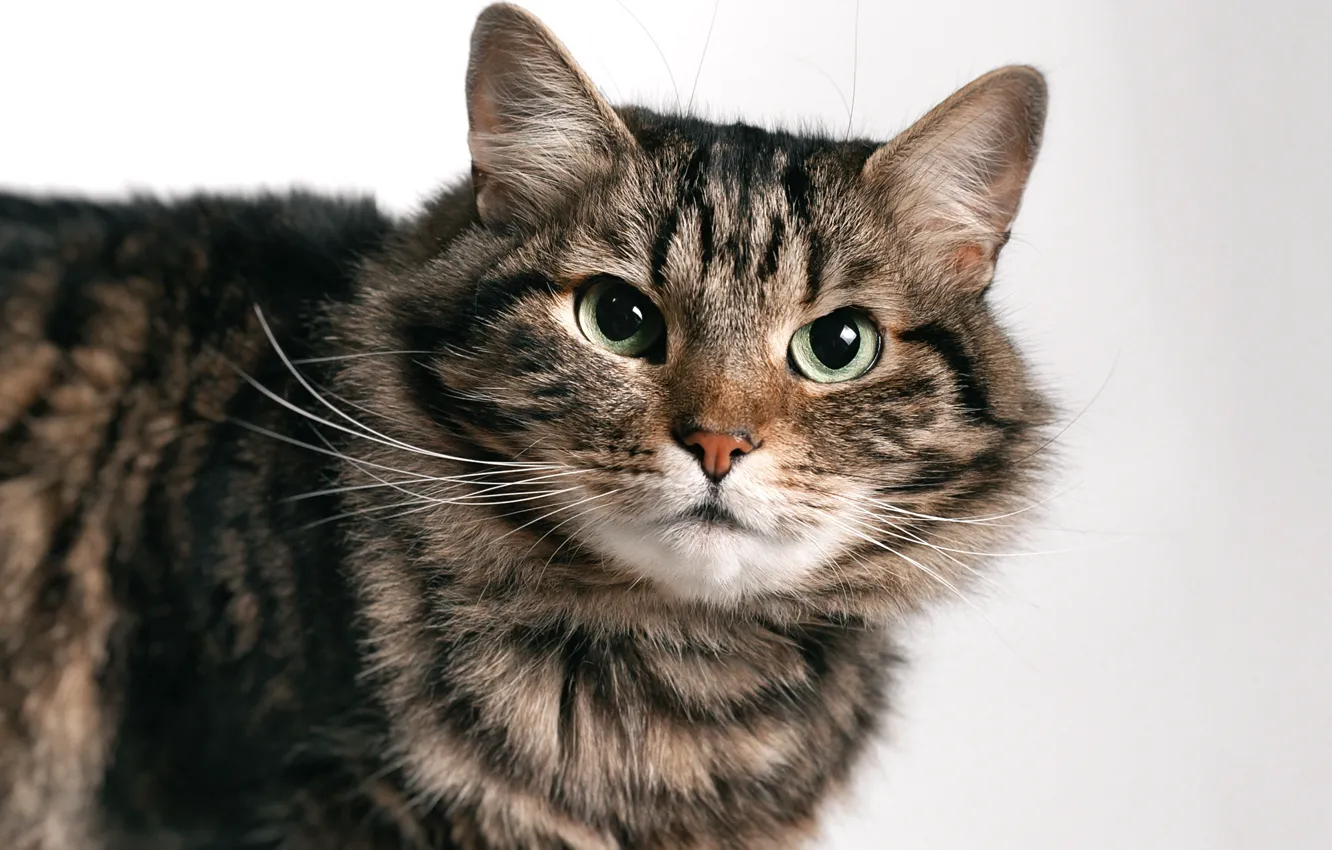 Photo wallpaper cat, cat, look, pose, face