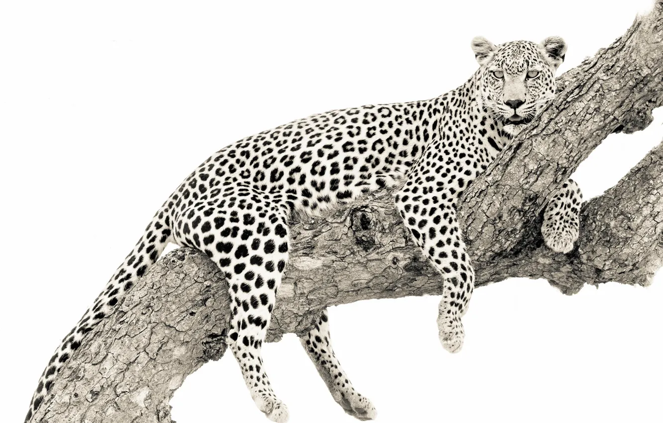 Photo wallpaper background, tree, leopard
