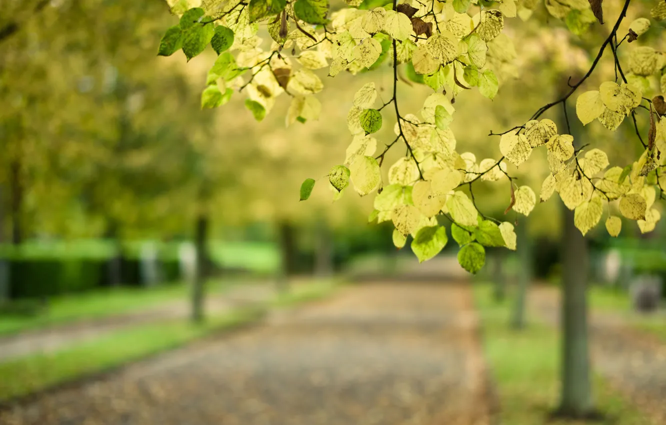 Photo wallpaper road, autumn, leaves, macro, Park, tree, branch, blur
