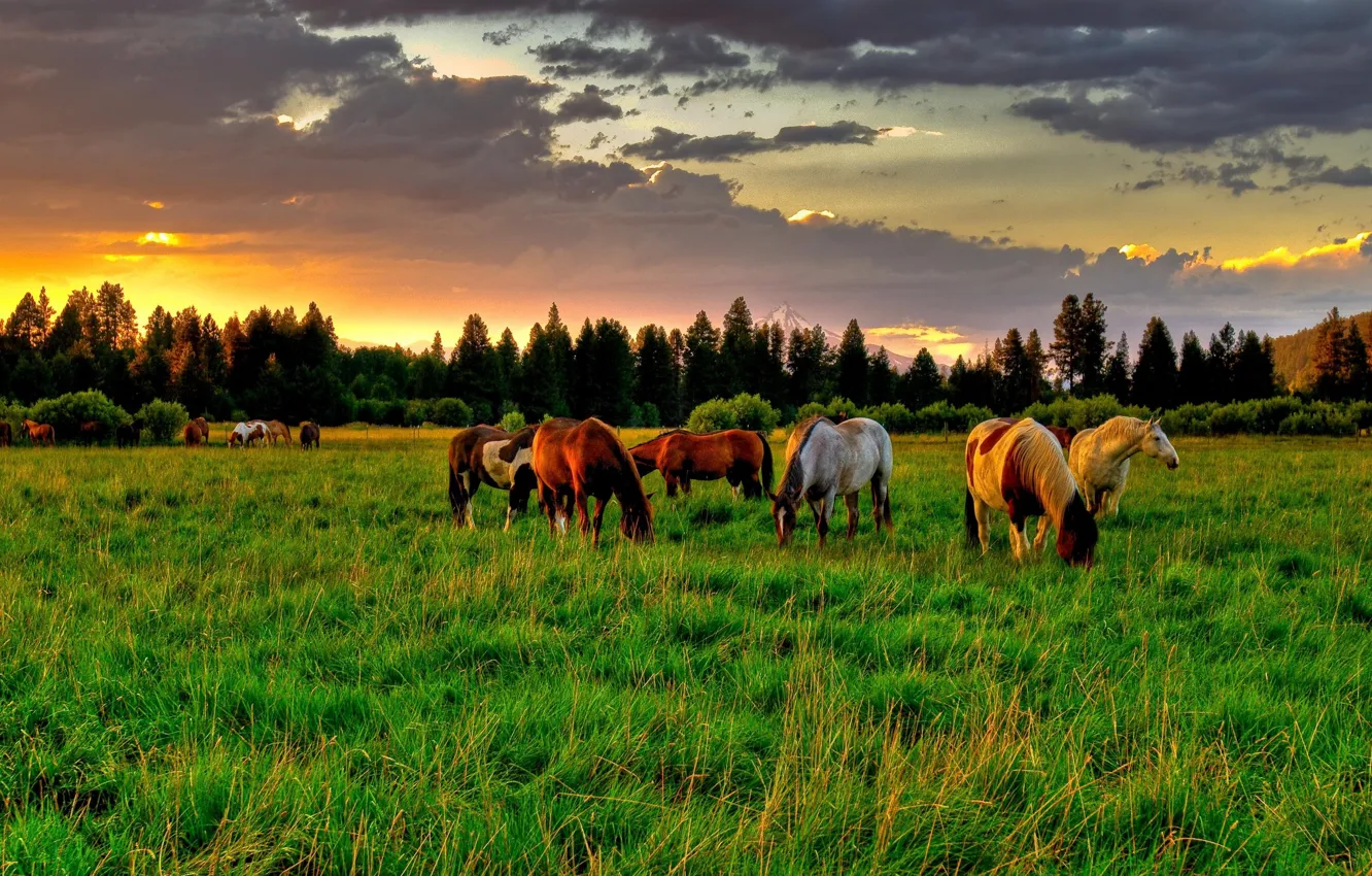 Photo wallpaper field, summer, the sky, clouds, trees, sunset, nature, sunrise