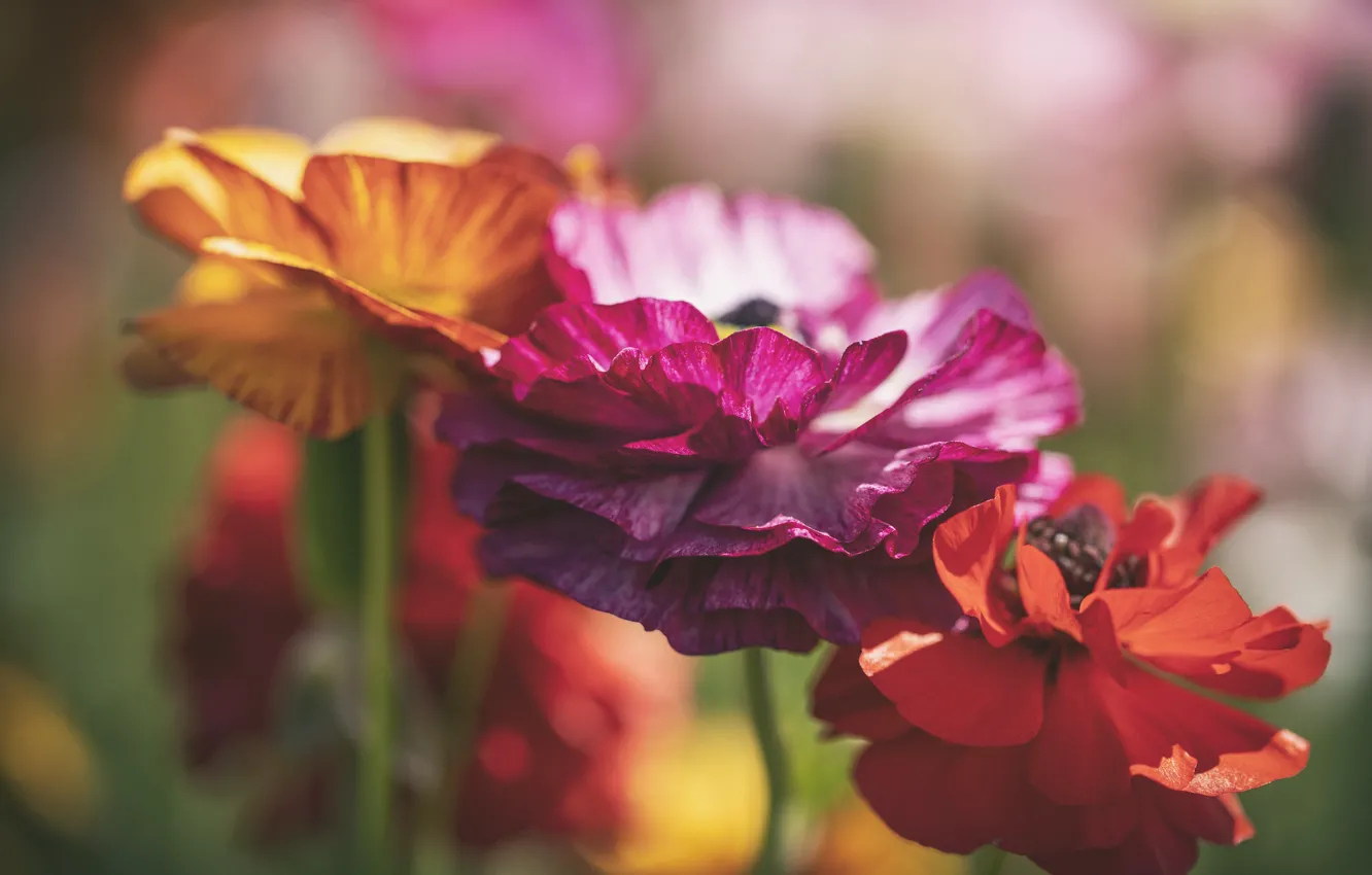 Photo wallpaper petals, buttercups, Ranunculus