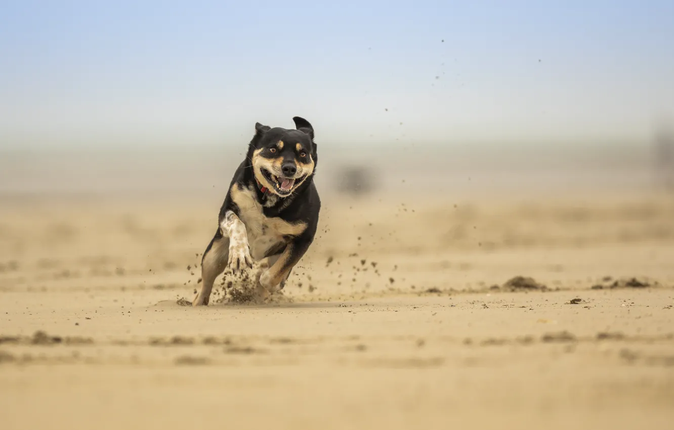 Photo wallpaper sand, dog, runs