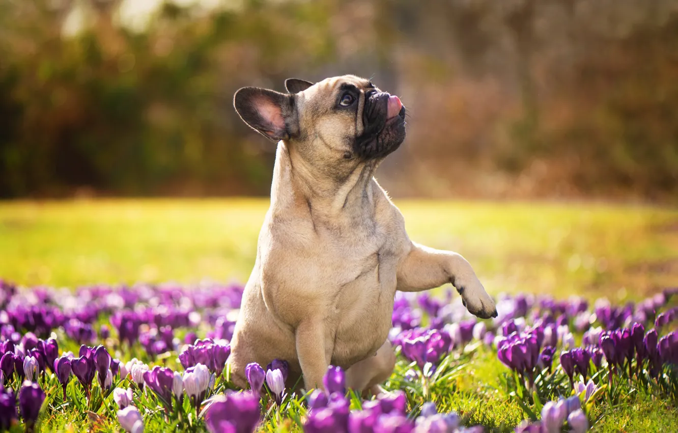 Photo wallpaper dog, crocuses, French bulldog