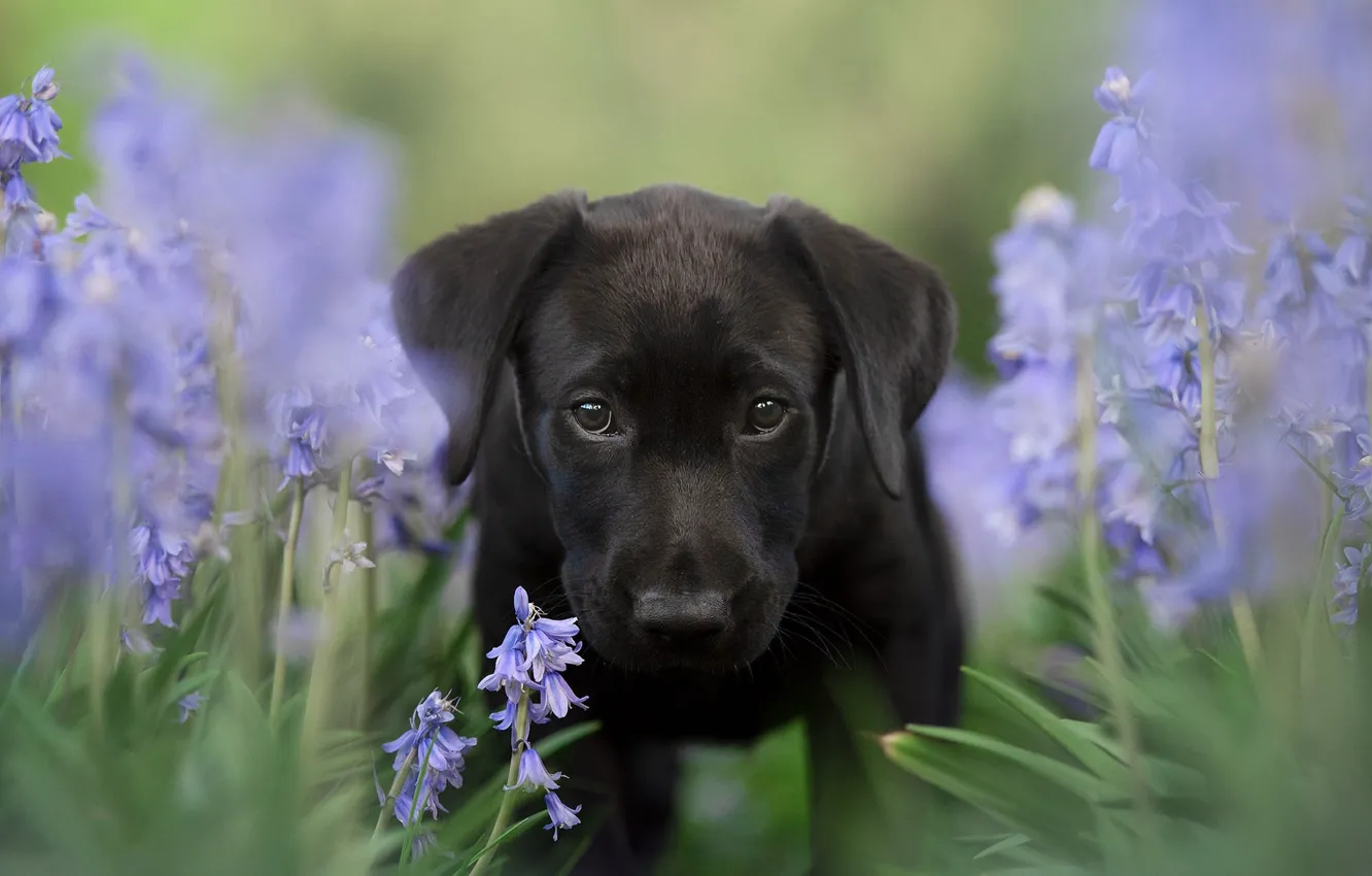 Photo wallpaper look, flowers, black, portrait, dog, spring, garden, puppy