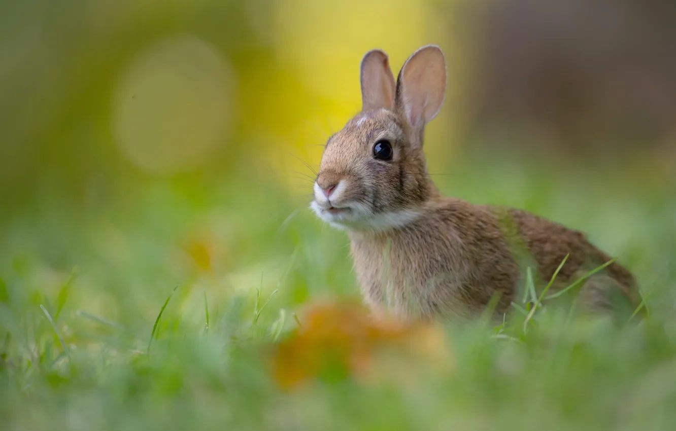 Photo wallpaper grass, baby, hare