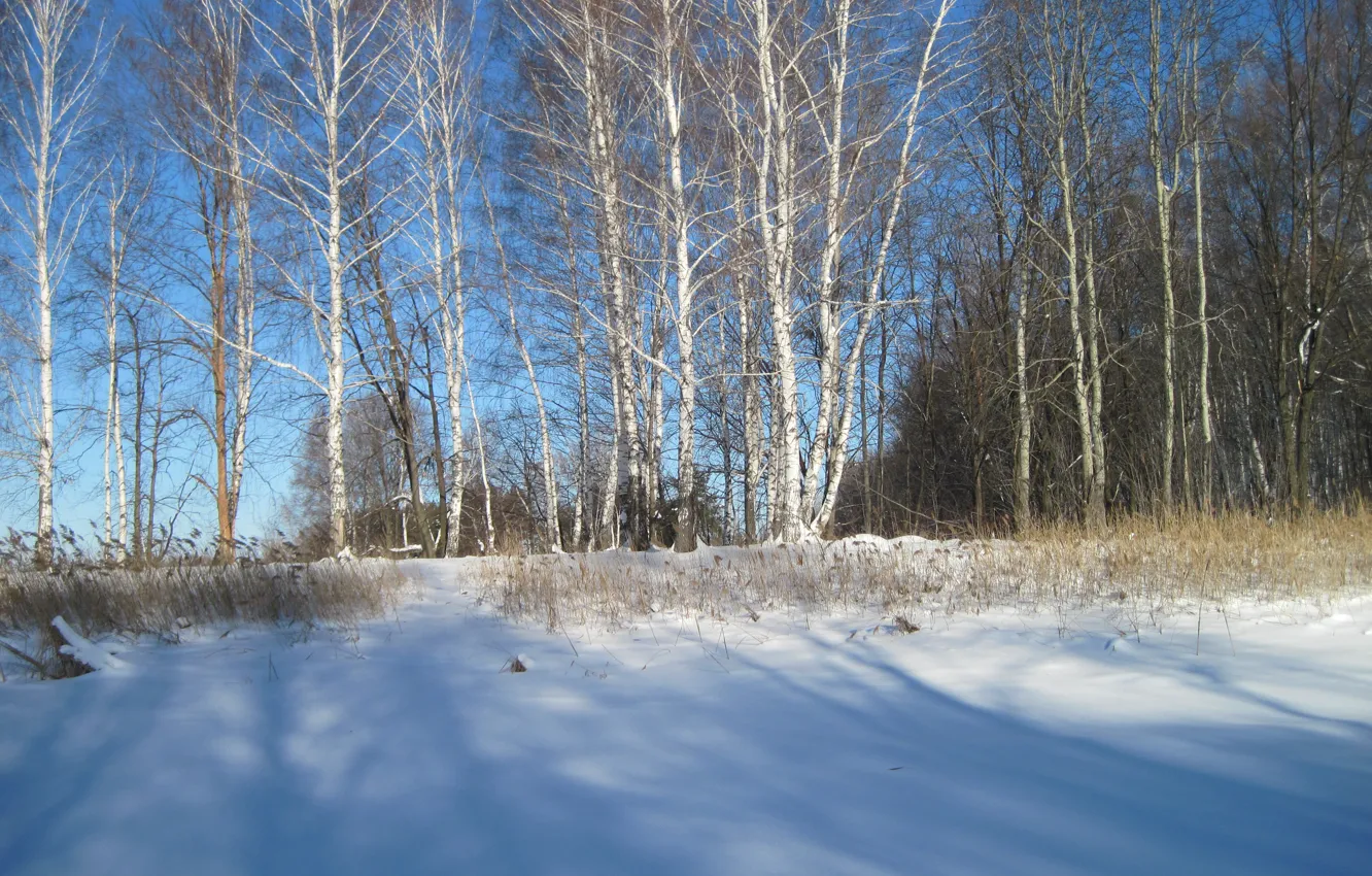 Photo wallpaper winter, forest, the sun