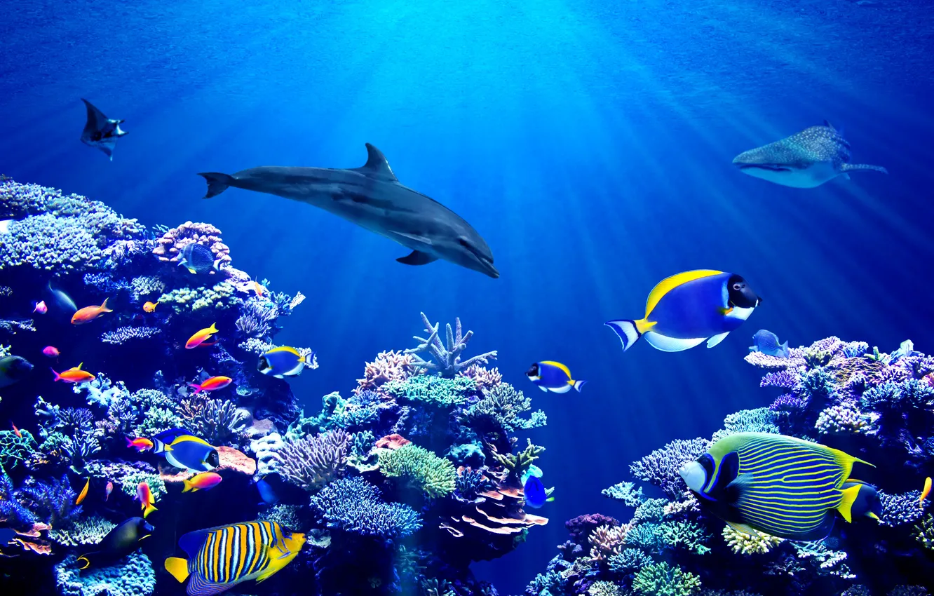 Photo wallpaper background, animal, Australia, aquarium, banner, aquatic, angelfish