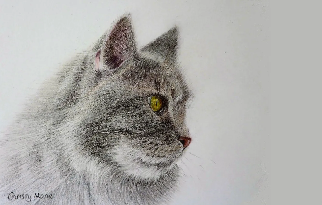 Photo wallpaper cat, cat, face, grey, figure, art, side