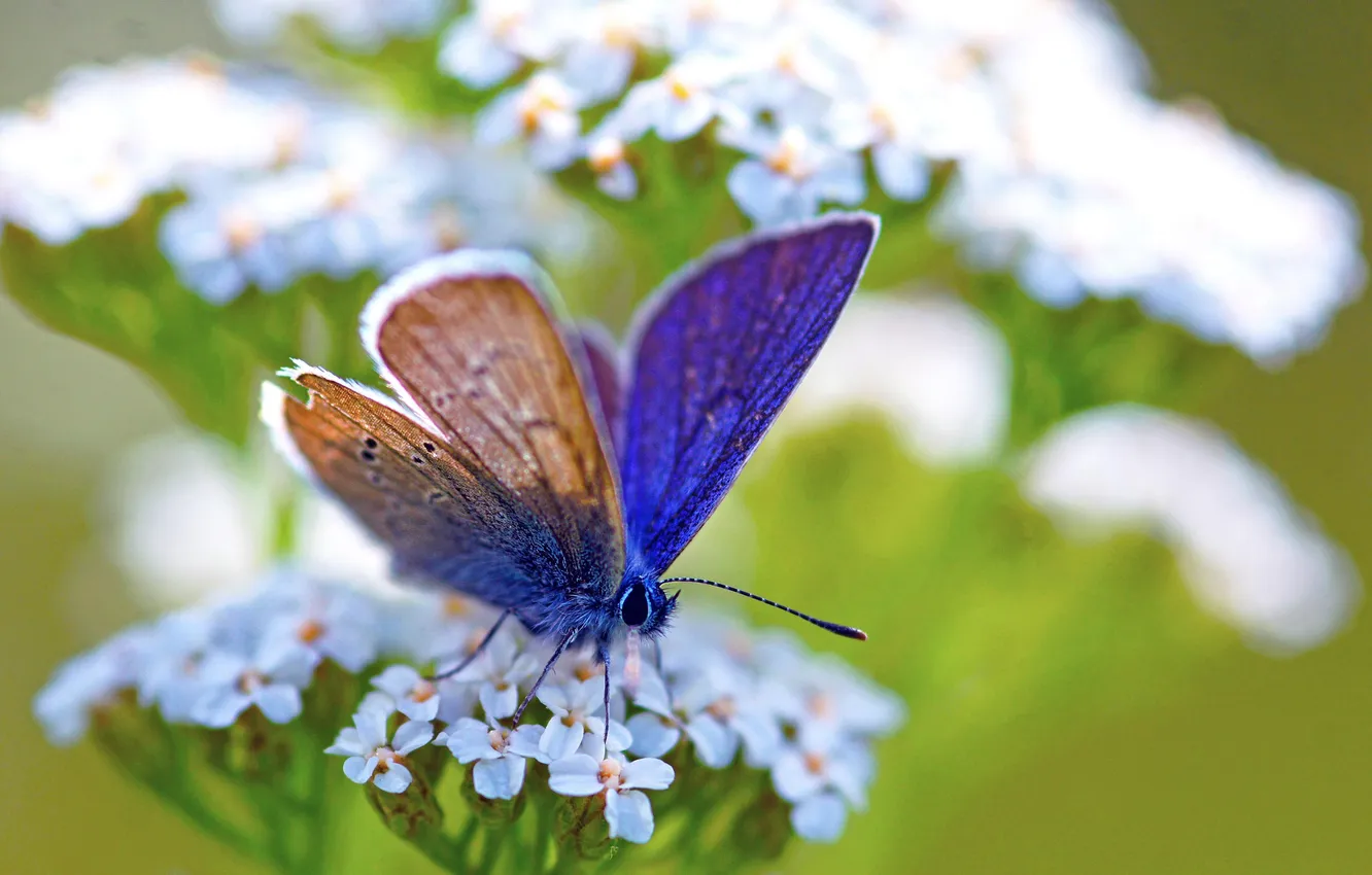 Photo wallpaper white, macro, flowers, blue, green, blue, butterfly, plant
