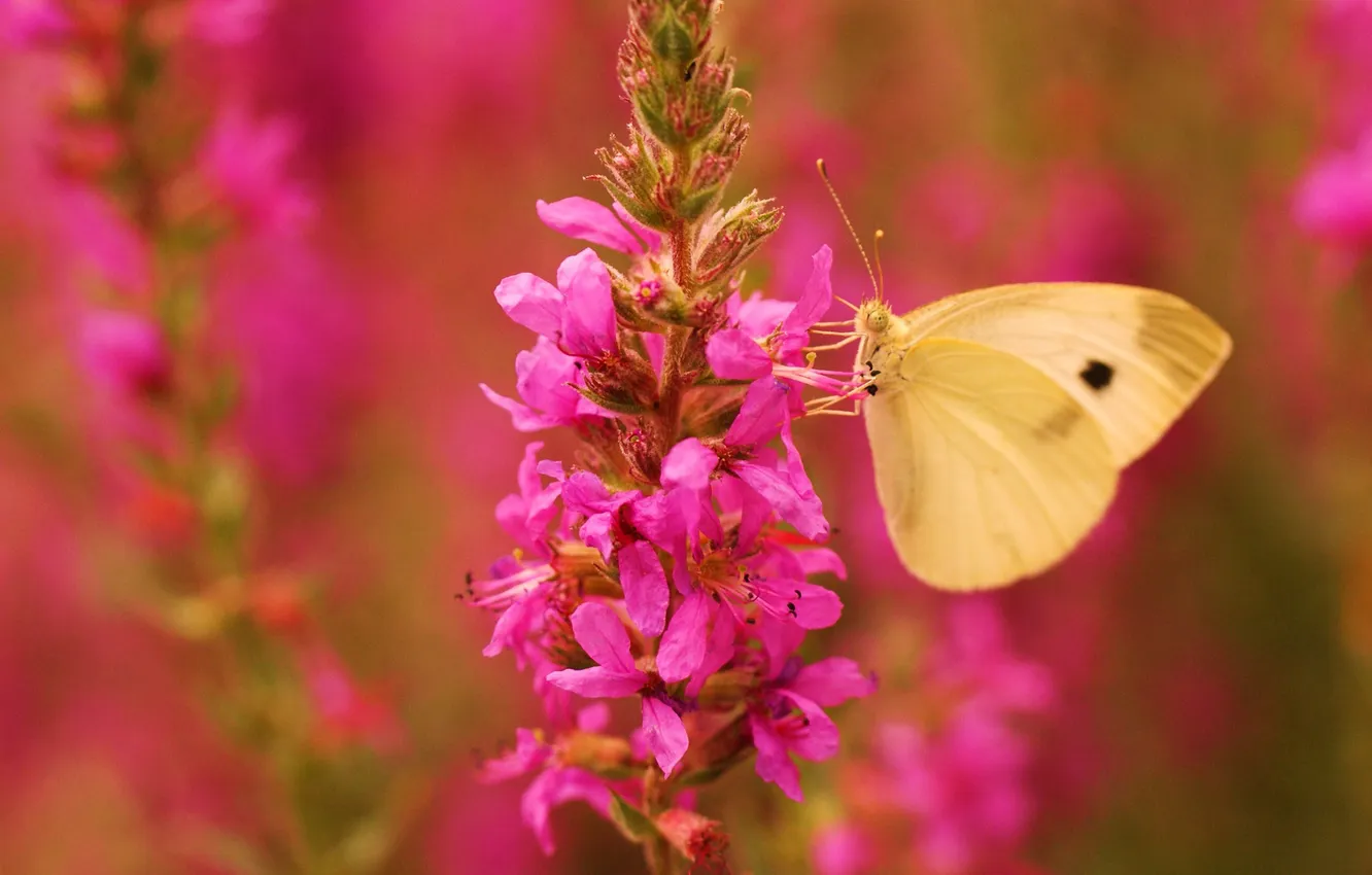 Photo wallpaper flower, pink, butterfly, wings, focus
