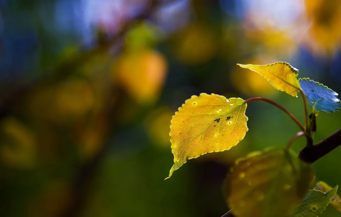 Photo wallpaper autumn, leaves, macro, trees, branches, yellow, nature, photo