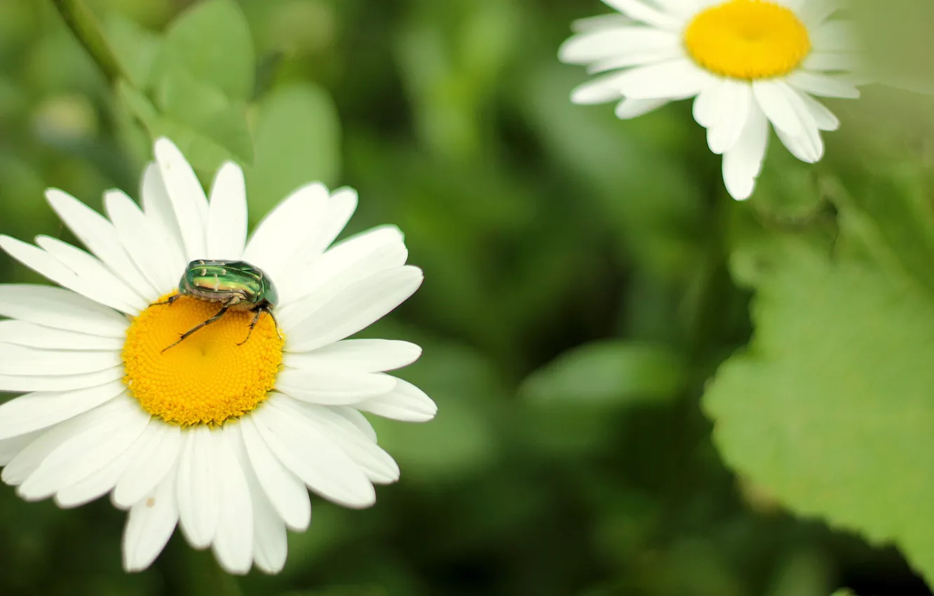 Photo wallpaper greens, flower, beetle, spring, Daisy, shell, gold stripes