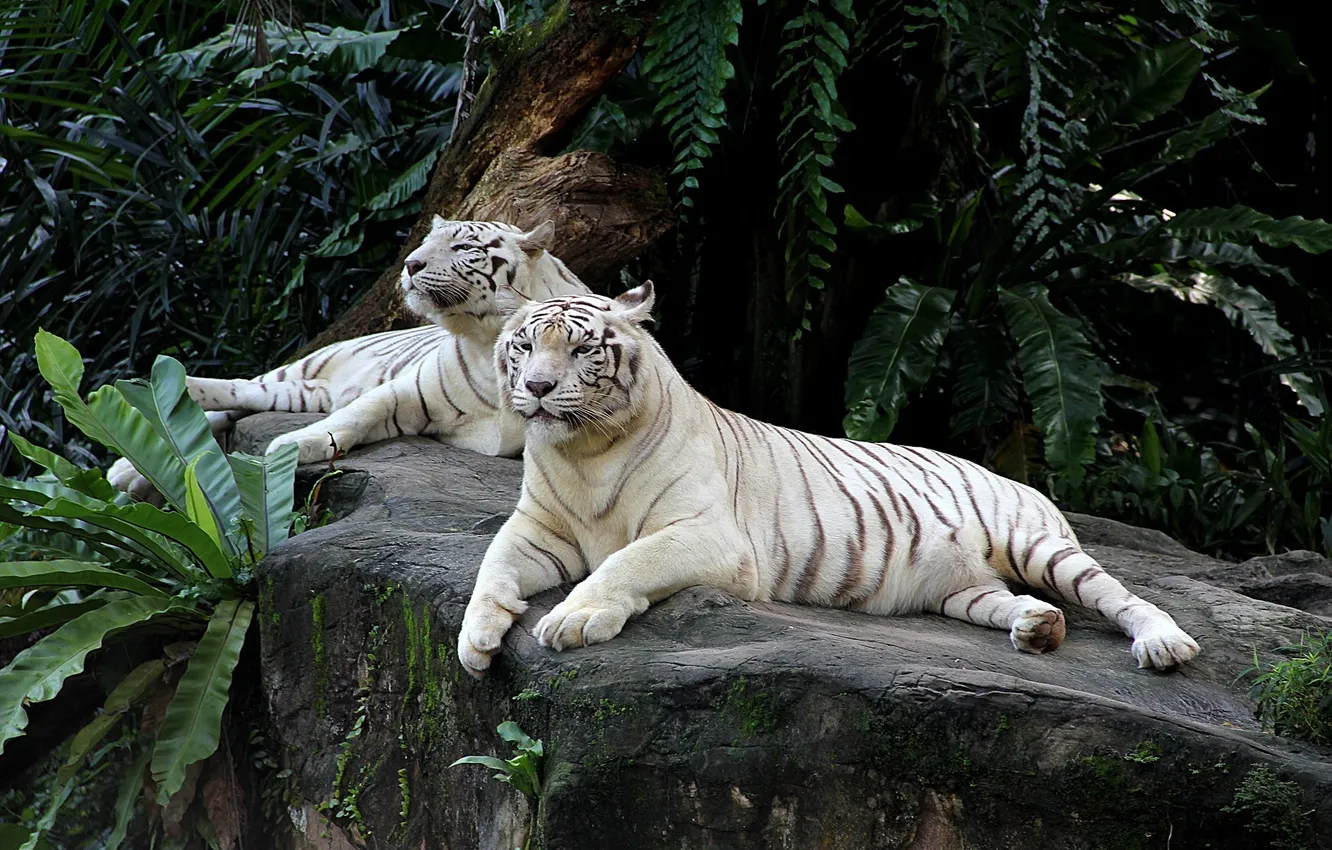 Photo wallpaper animals, pair, tigers
