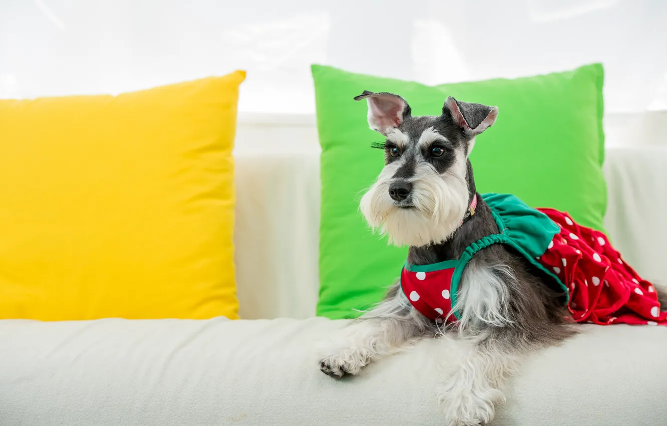 Photo wallpaper dog, pillow, outfit, sundress, The miniature Schnauzer, dwarf Schnauzer