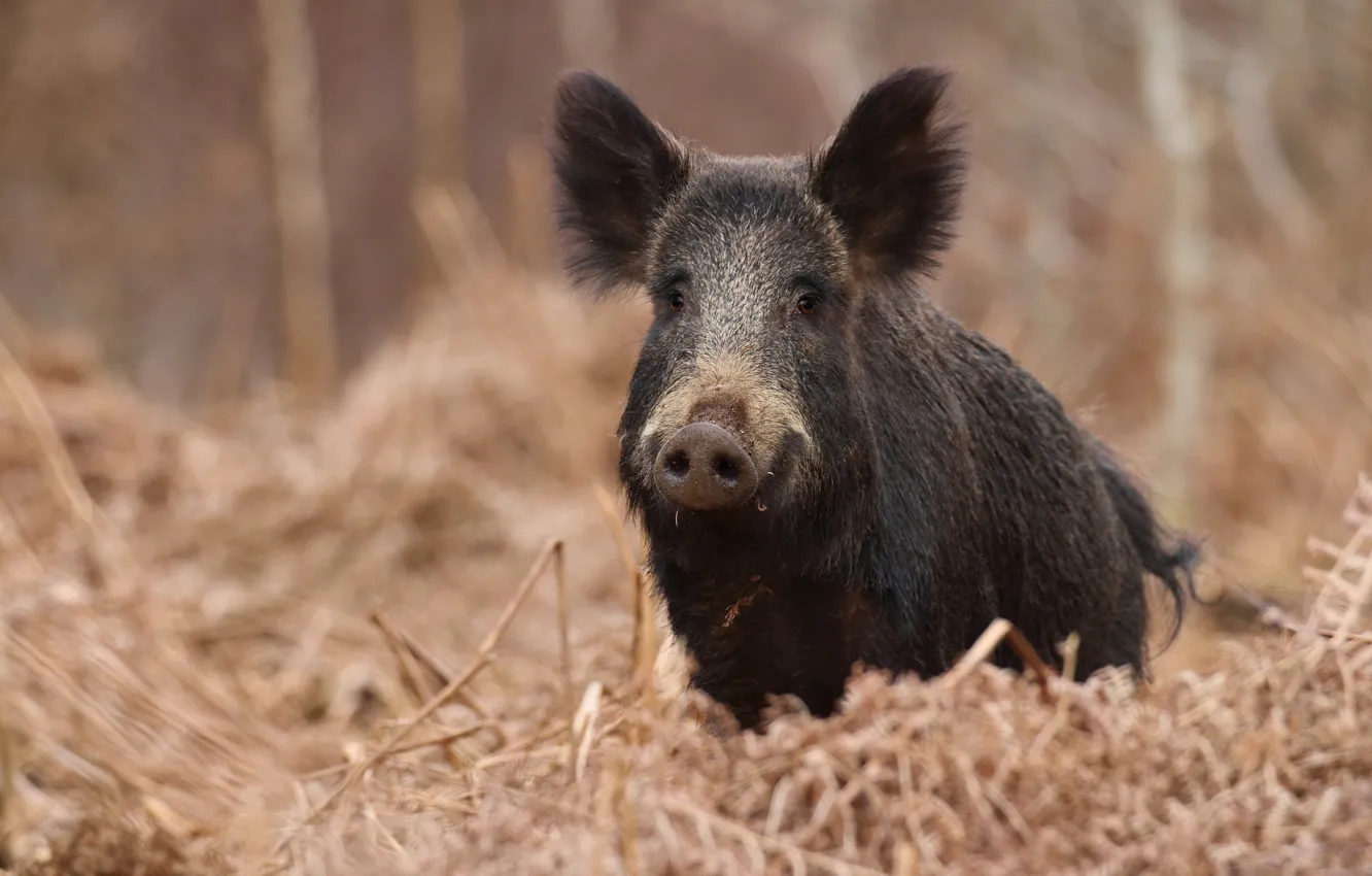 Photo wallpaper autumn, grass, look, nature, background, hay, straw, boar