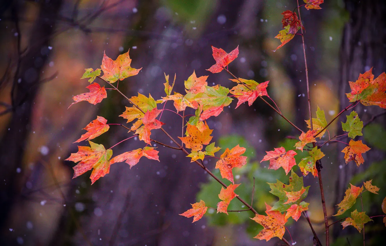 Photo wallpaper autumn, leaves, snow, maple, tree