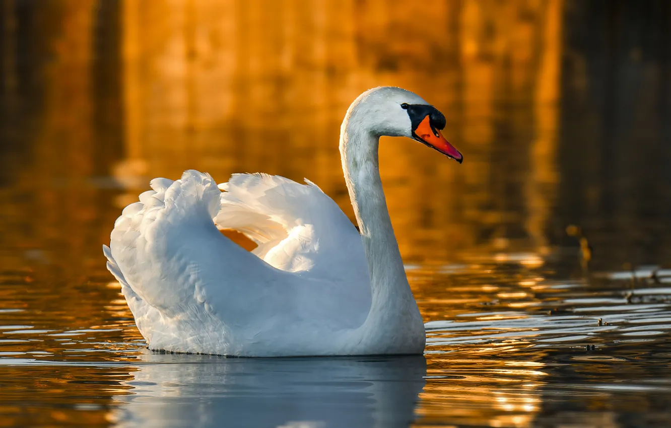 Photo wallpaper water, bird, swans