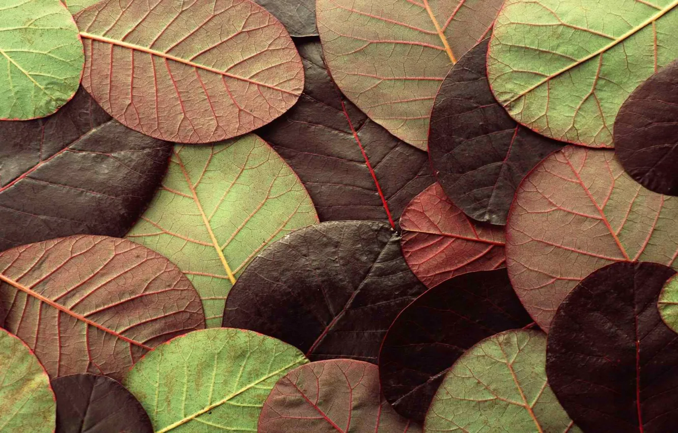 Photo wallpaper autumn, leaves, nature, sheet, color