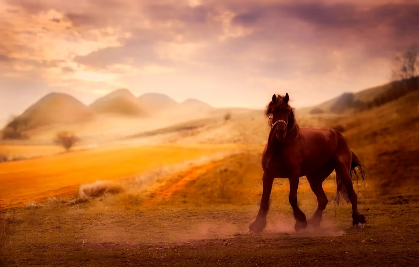 Photo wallpaper nature, background, horse, horse