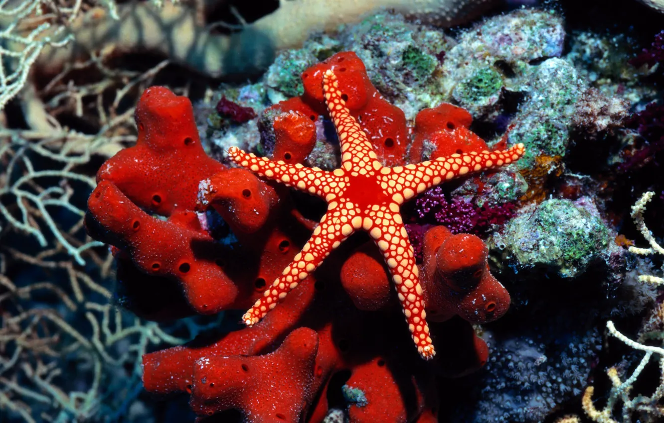 Photo wallpaper corals, starfish, marine fauna
