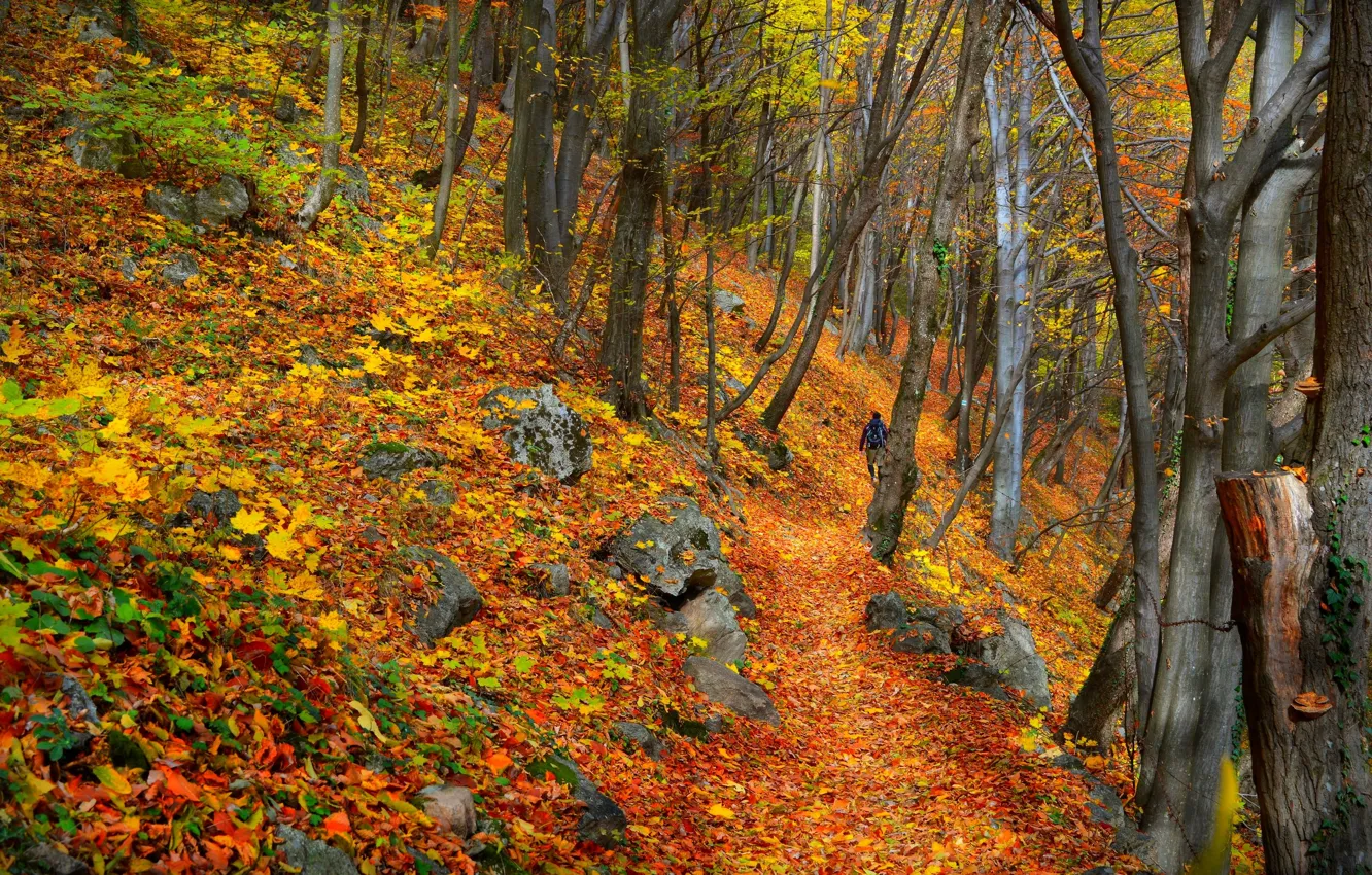 Photo wallpaper Autumn, Trees, Forest, Fall, Foliage, Autumn, Colors, Forest