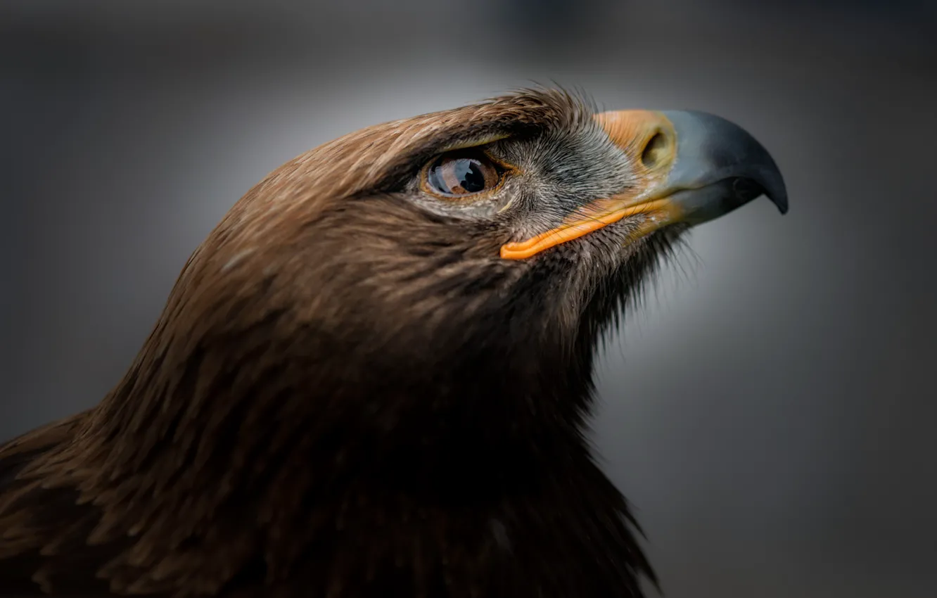 Photo wallpaper bird, eagle, portrait, Eagle
