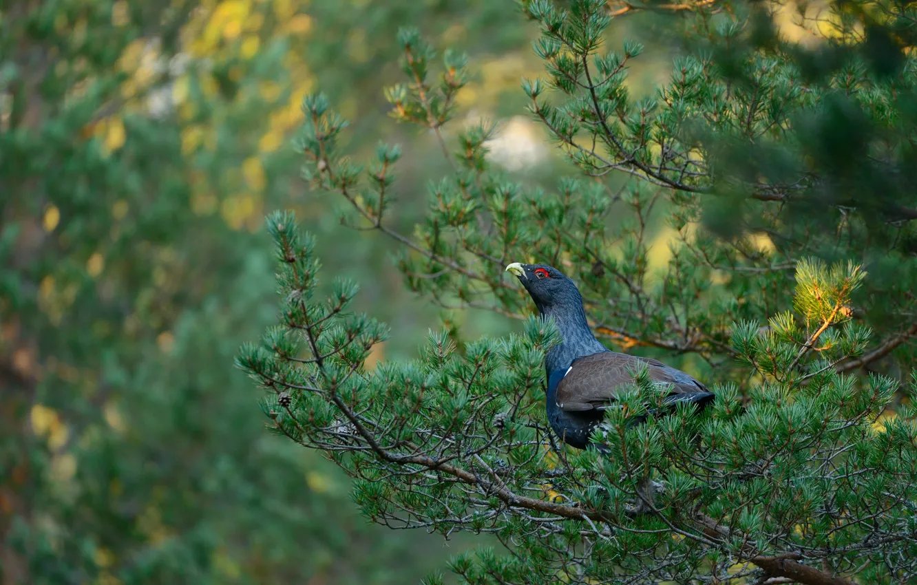 Photo wallpaper trees, grouse, pine, bokeh, needles, bird, branches