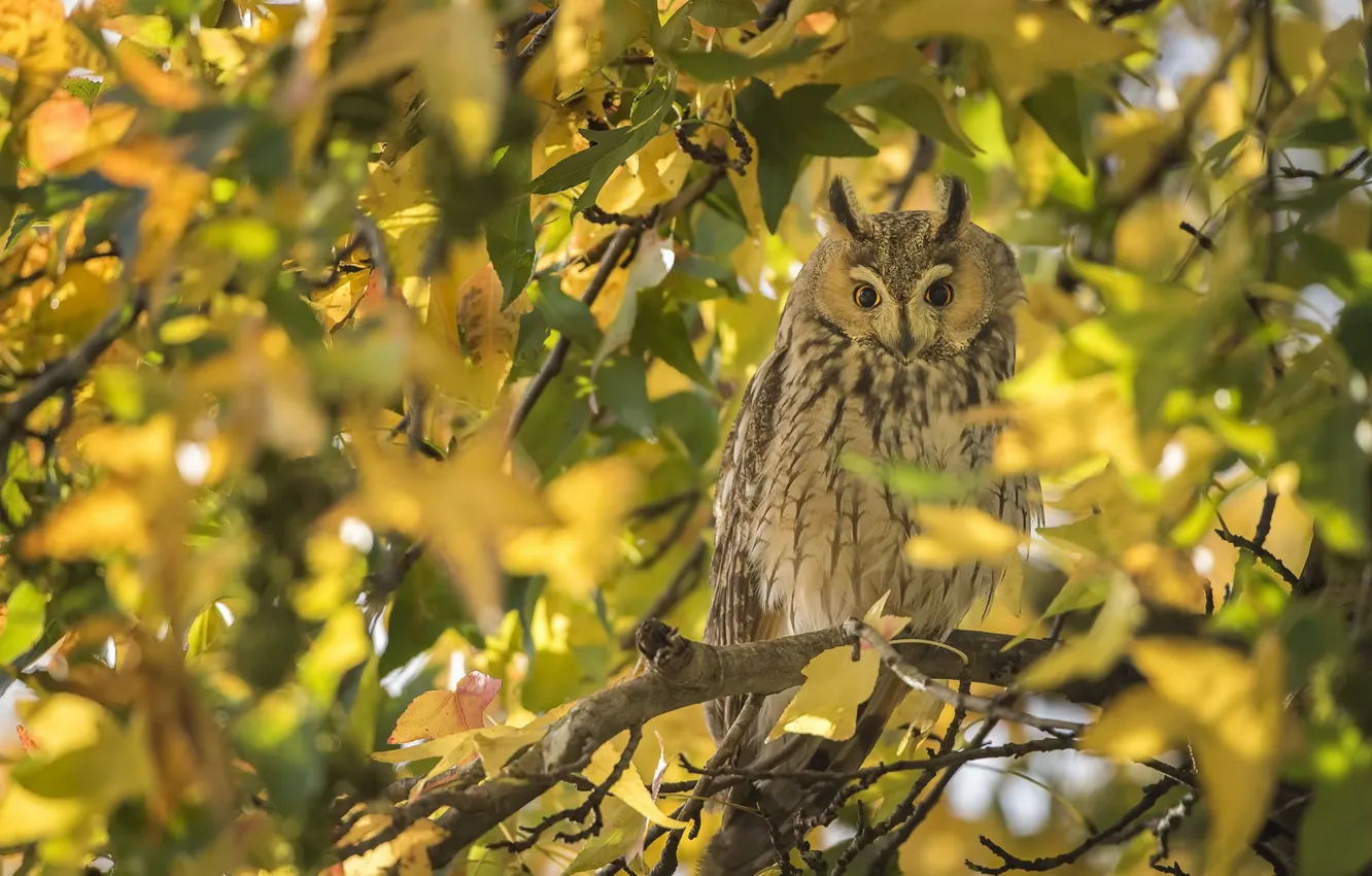 Photo wallpaper autumn, owl, bird