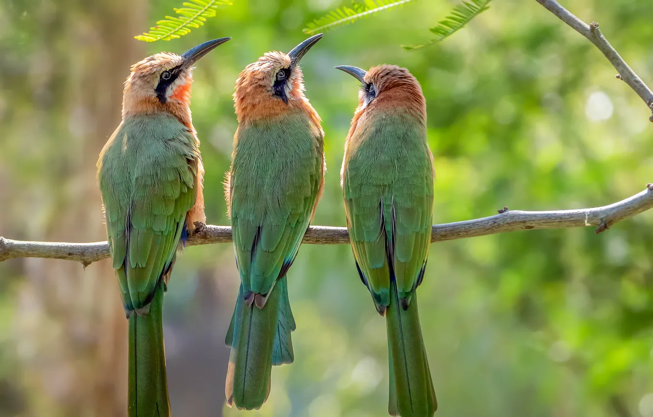 Photo wallpaper bird, beak, trio, peeled