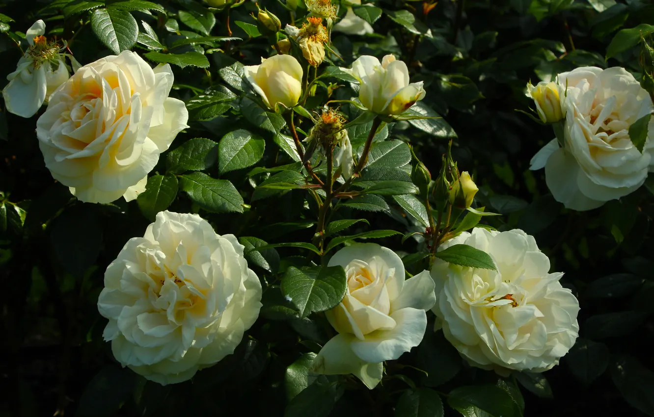 Photo wallpaper white, roses, blooming