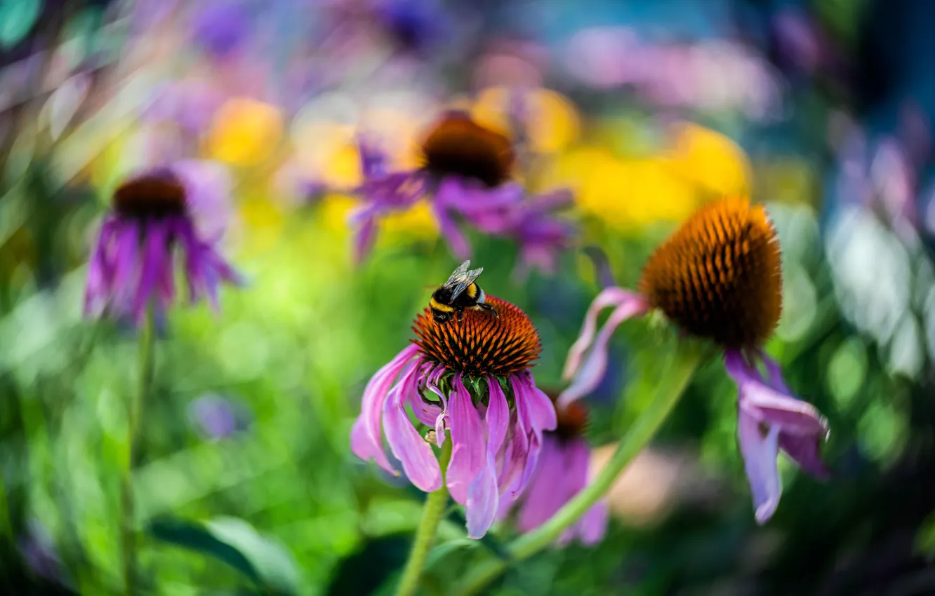 Photo wallpaper summer, macro, flowers, blur, garden, pink, bright, bumblebee