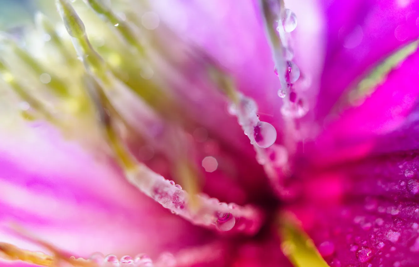 Photo wallpaper drops, flowers, Rosa, pink