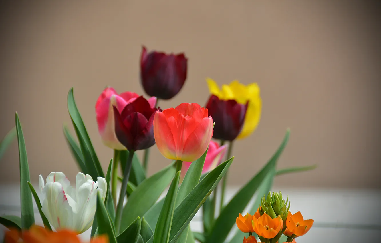 Photo wallpaper Spring, Tulips, Spring, Bokeh, Tulips, Bokeh