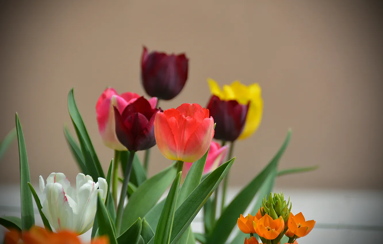Photo wallpaper spring, tulips, tulips, bokeh, bokeh, spring