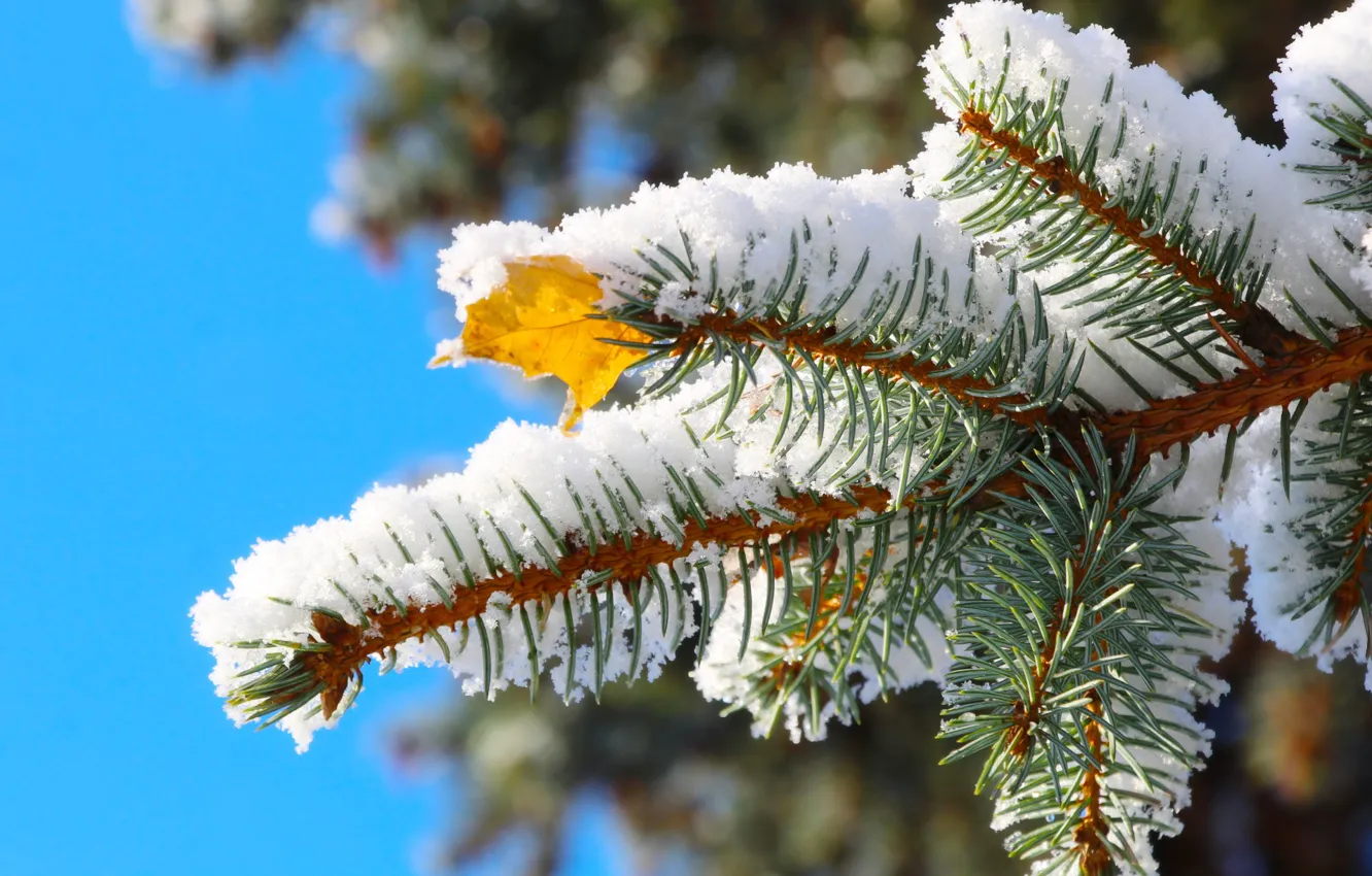 Photo wallpaper snow, pine, twig