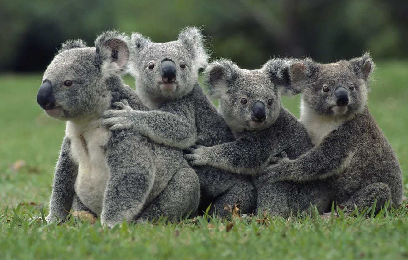 Photo wallpaper grass, nature, animal, animals, Koala, marsupials bears