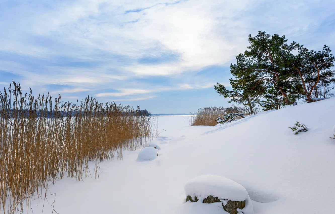 Photo wallpaper winter, snow, reed