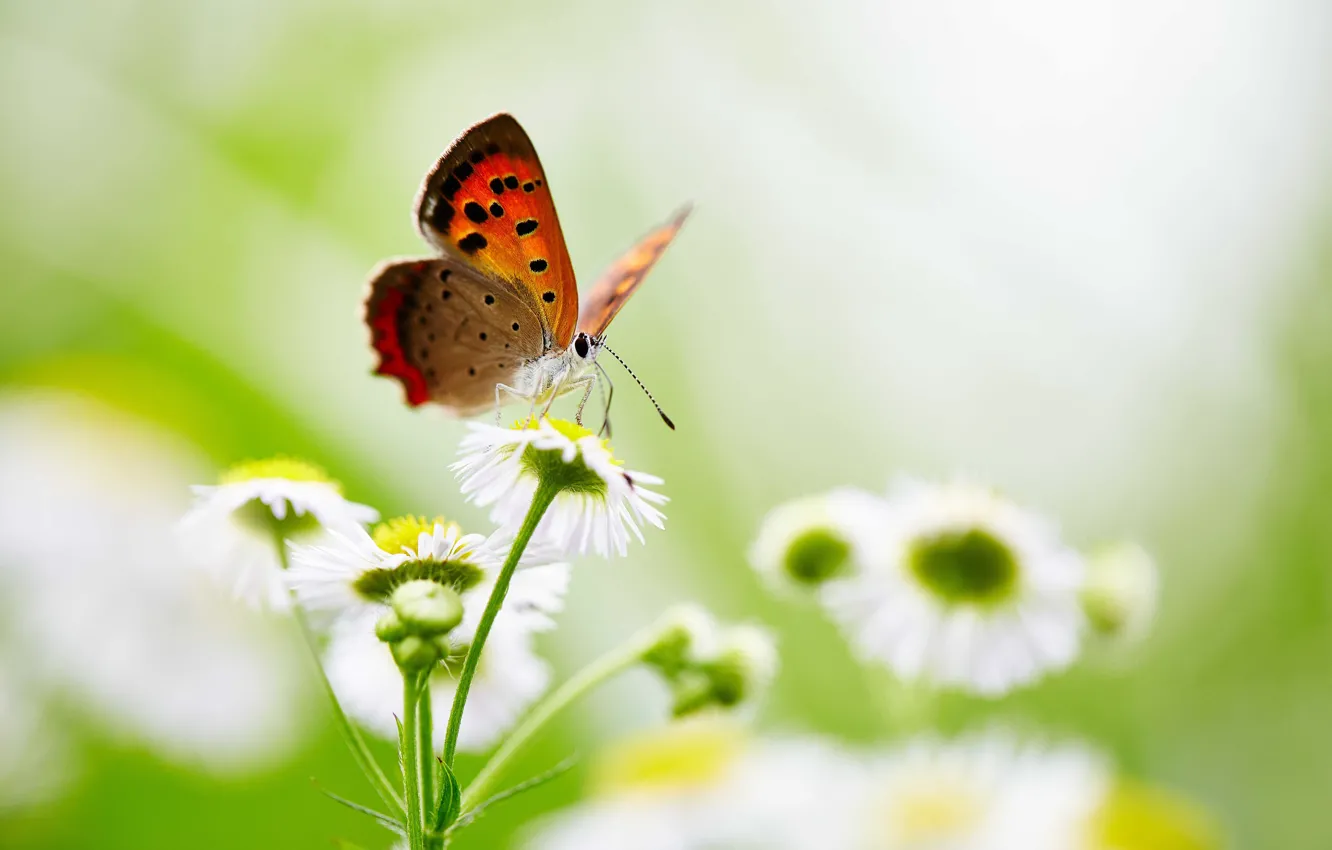 Photo wallpaper flowers, butterfly, wings, bokeh