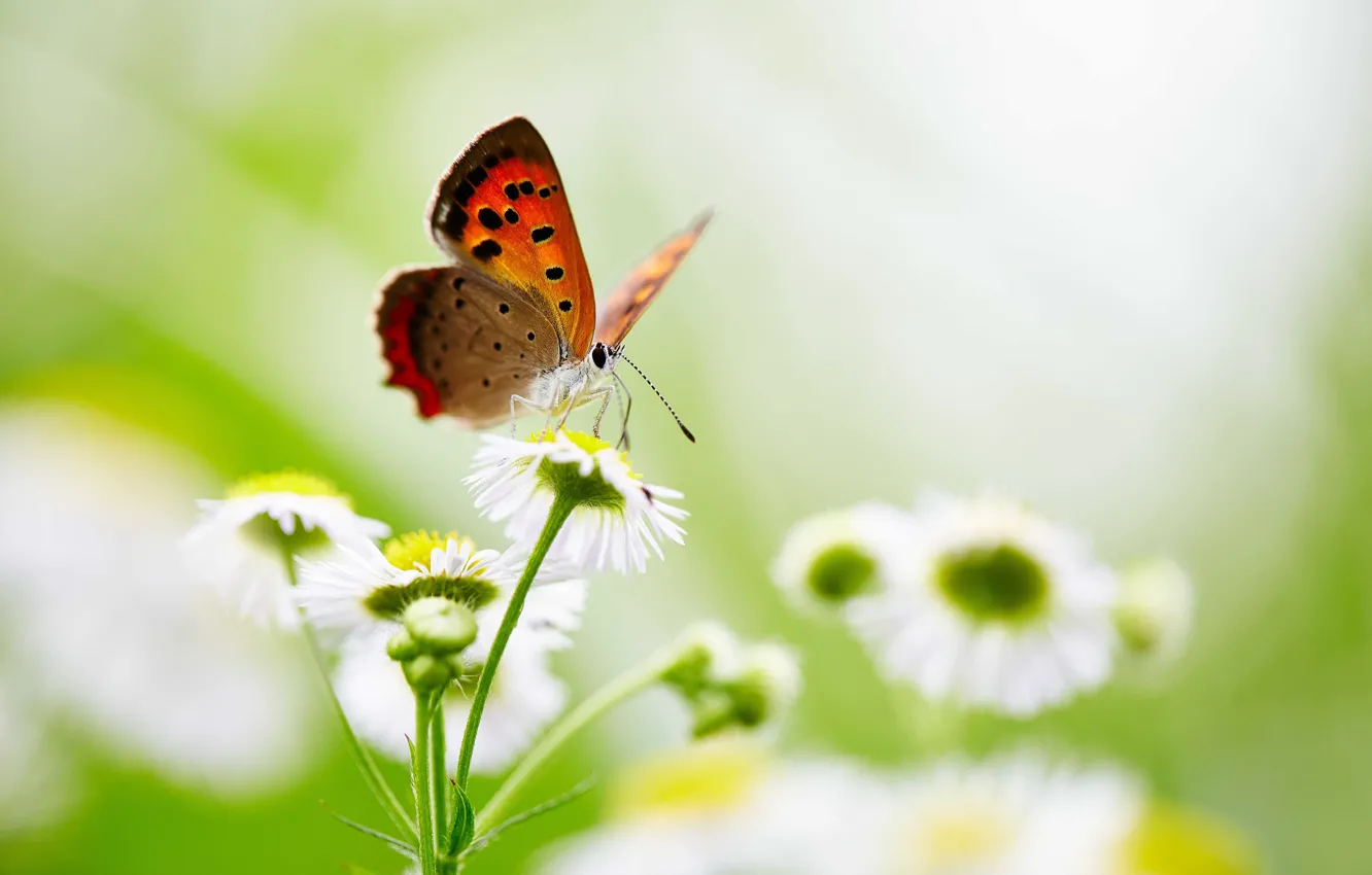 Photo wallpaper butterfly, flowers, wings, bokeh