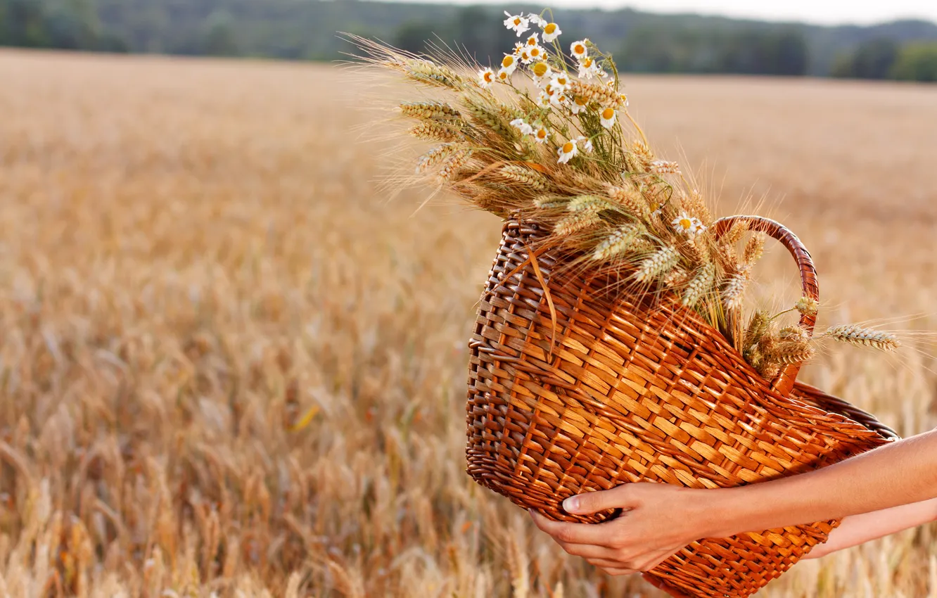 Photo wallpaper field, hands, wheat, basket