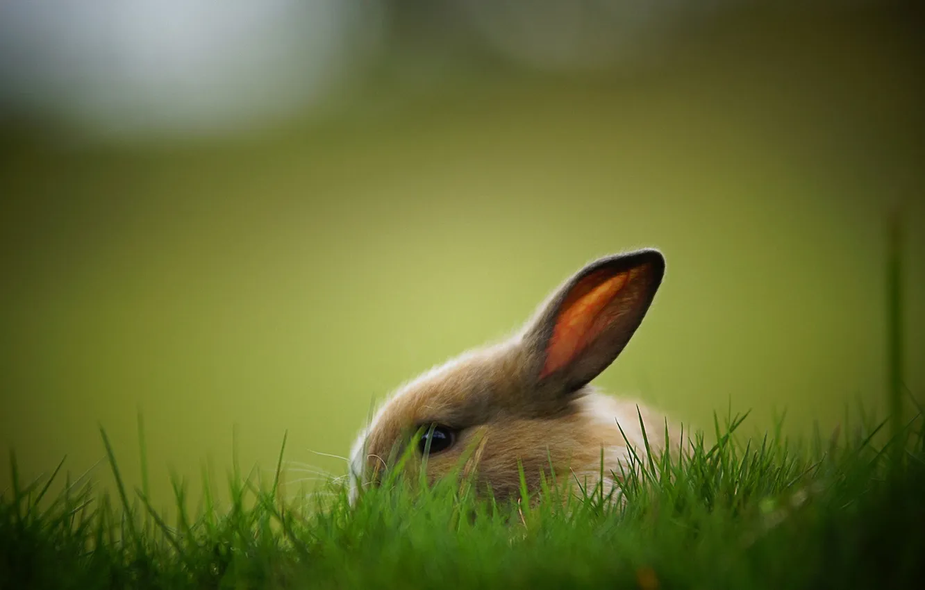 Photo wallpaper grass, background, hare, rabbit, Bunny, hiding