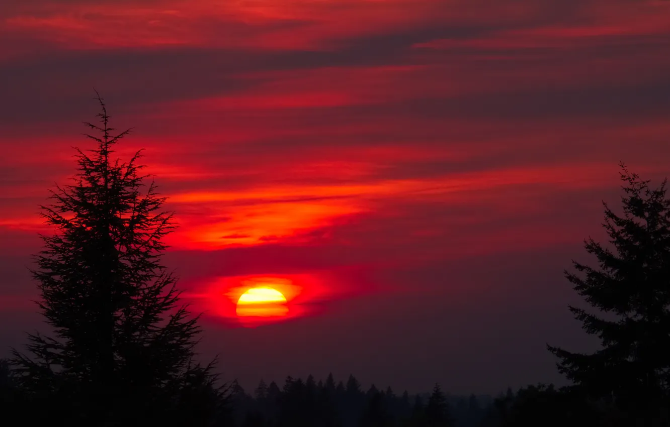 Photo wallpaper the sky, the sun, clouds, trees, sunset, silhouette, glow