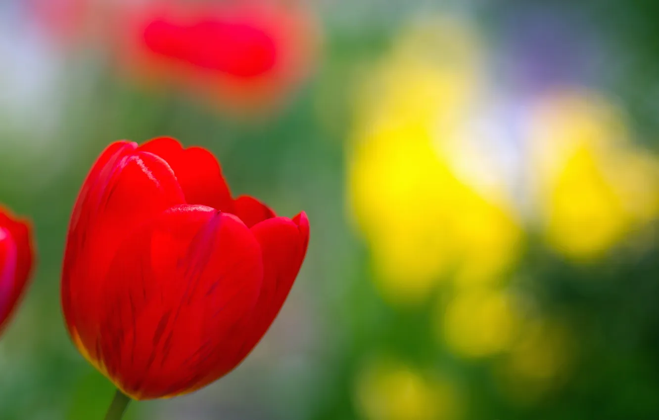 Photo wallpaper summer, nature, color, tulips