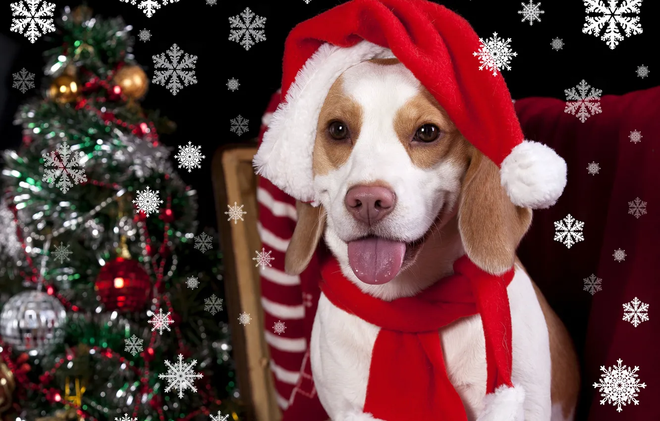 Photo wallpaper heat, hat, tree, new year, dog, holidays, Christmas, winter