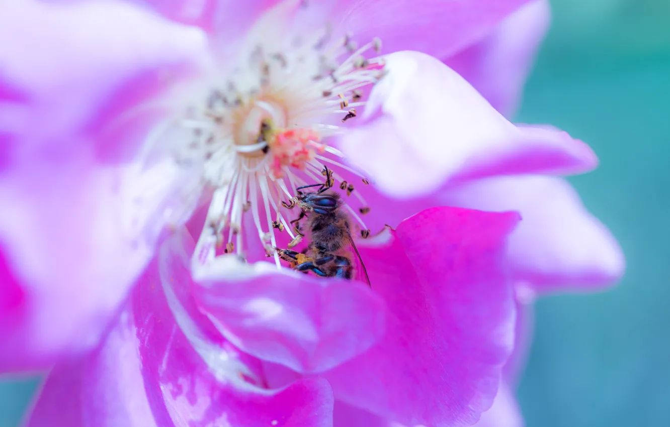 Photo wallpaper flower, bee, petals, insect