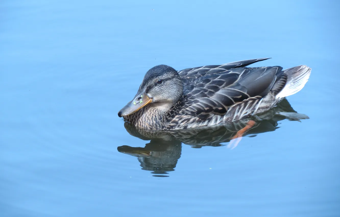 Photo wallpaper reflection, bird, beak, duck, floats, on the lake, wild duck