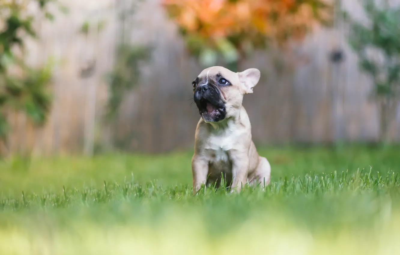 Photo wallpaper grass, baby, puppy, bokeh, doggie, French bulldog