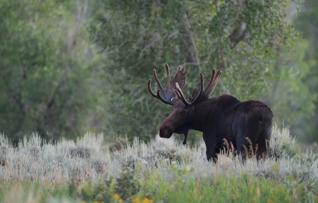 Photo wallpaper forest, face, trees, glade, walk, moose, bokeh